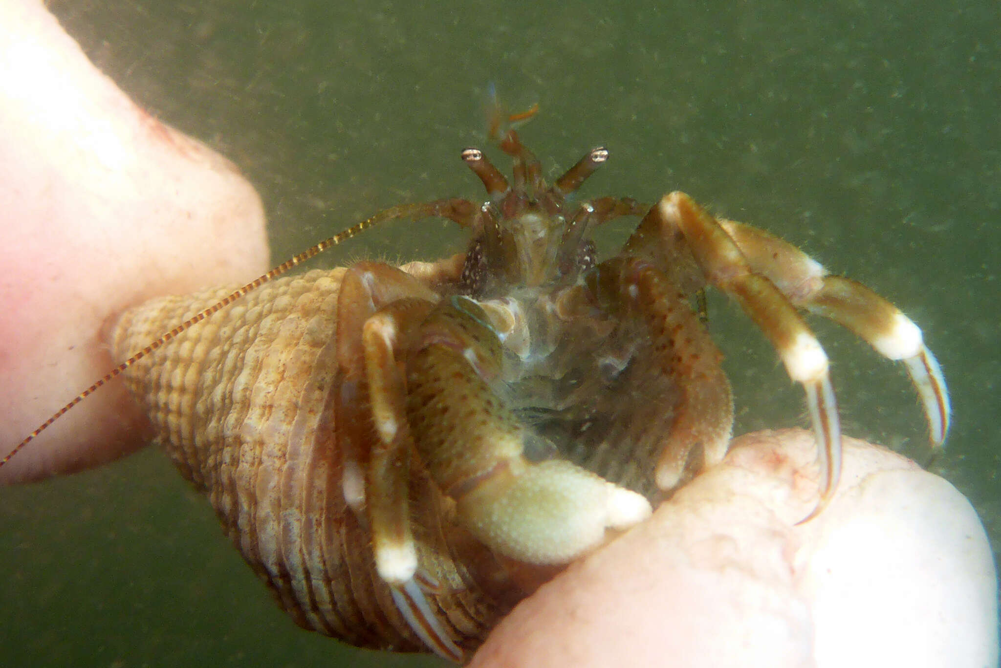 Image of Hairy Hermit Crab