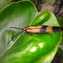 Eunyctibora nigrocincta (Shelford 1907)的圖片