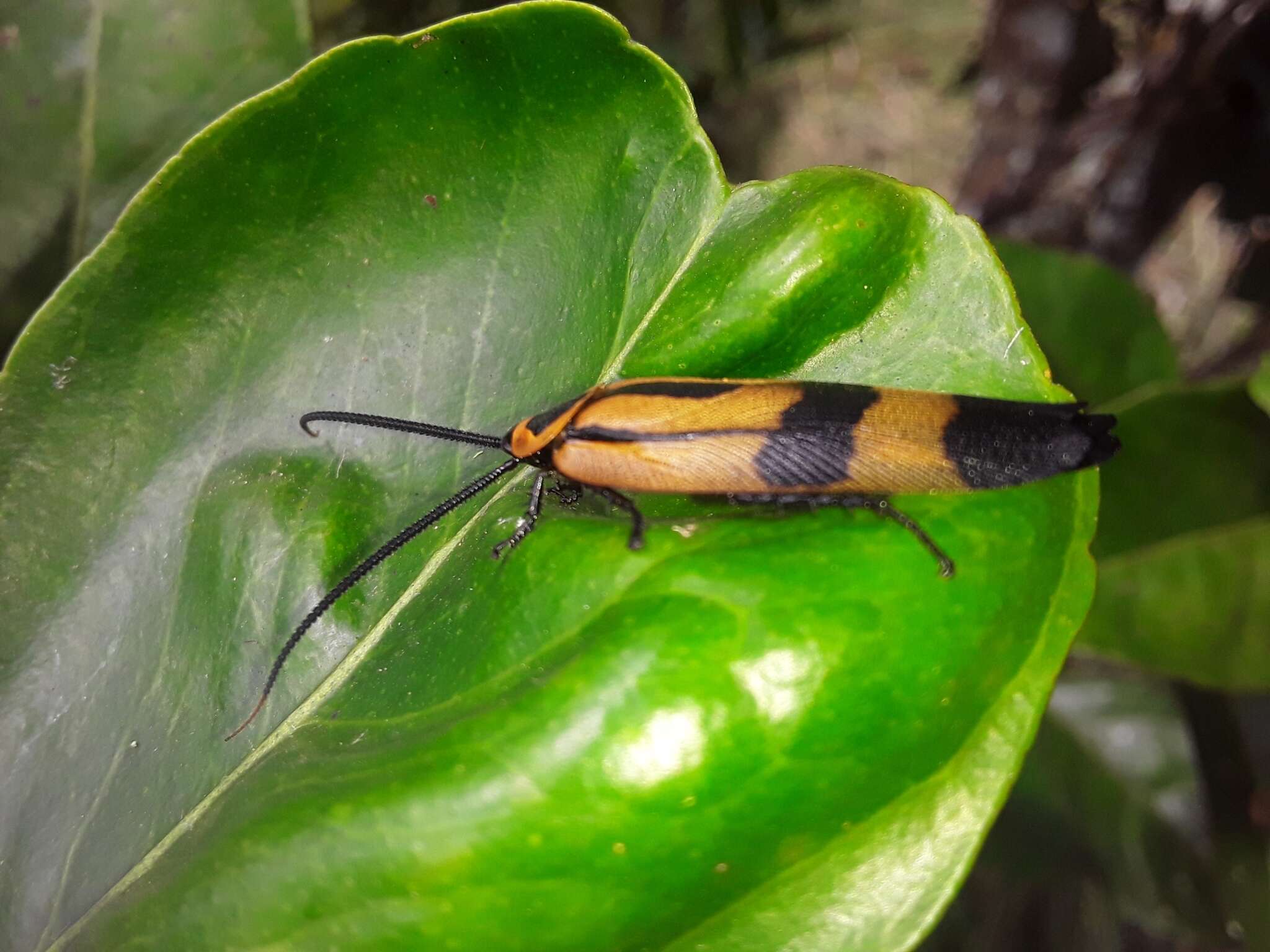 Eunyctibora nigrocincta (Shelford 1907) resmi