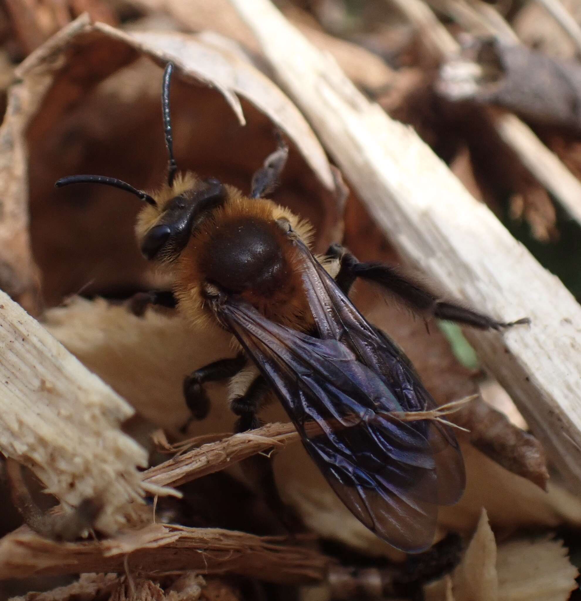 Image of Andrena dunningi Cockerell 1898