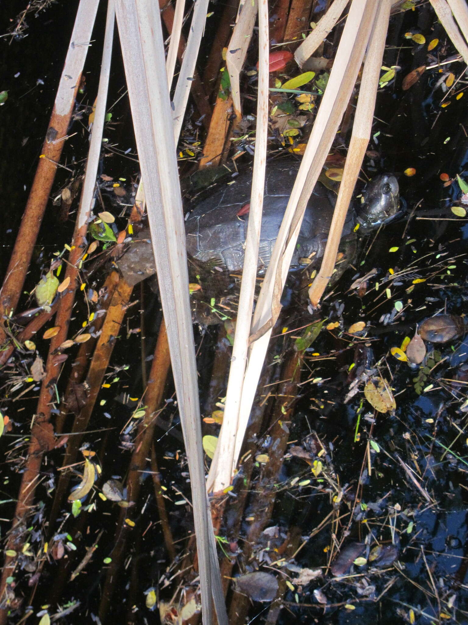 Image of Cat Island Freshwater Turtle