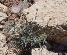 Image de Xylorhiza tortifolia (Torr. & A. Gray) Greene