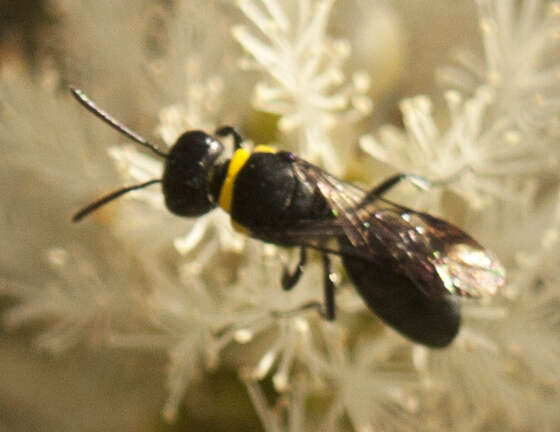 Imagem de Hylaeus primulipictus (Cockerell 1905)