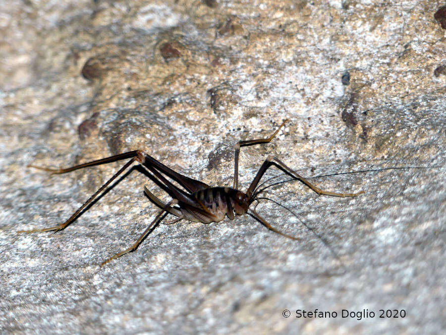 Image of Dolichopoda (Dolichopoda) geniculata (Costa & O. G. 1860)