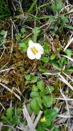 Image of Mazus alpinus Masam.