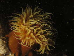 Image of False plum anemone