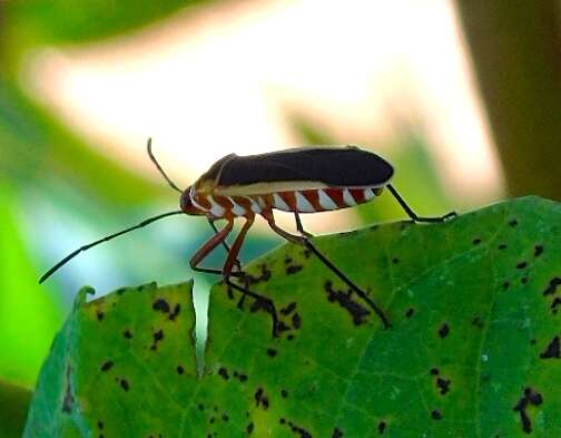 Image of Dysdercus (Dysdercus) obscuratus Distant 1883