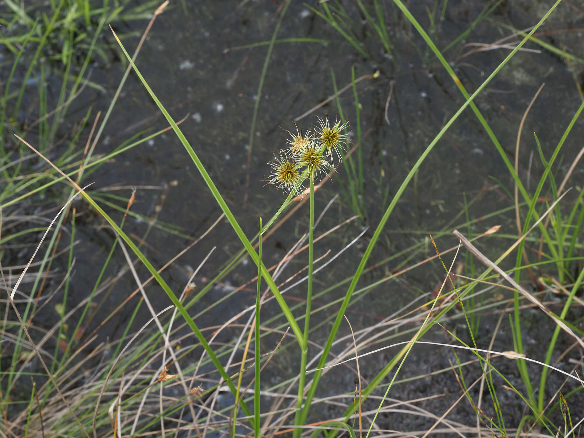 Image of Fly Beak Sedge