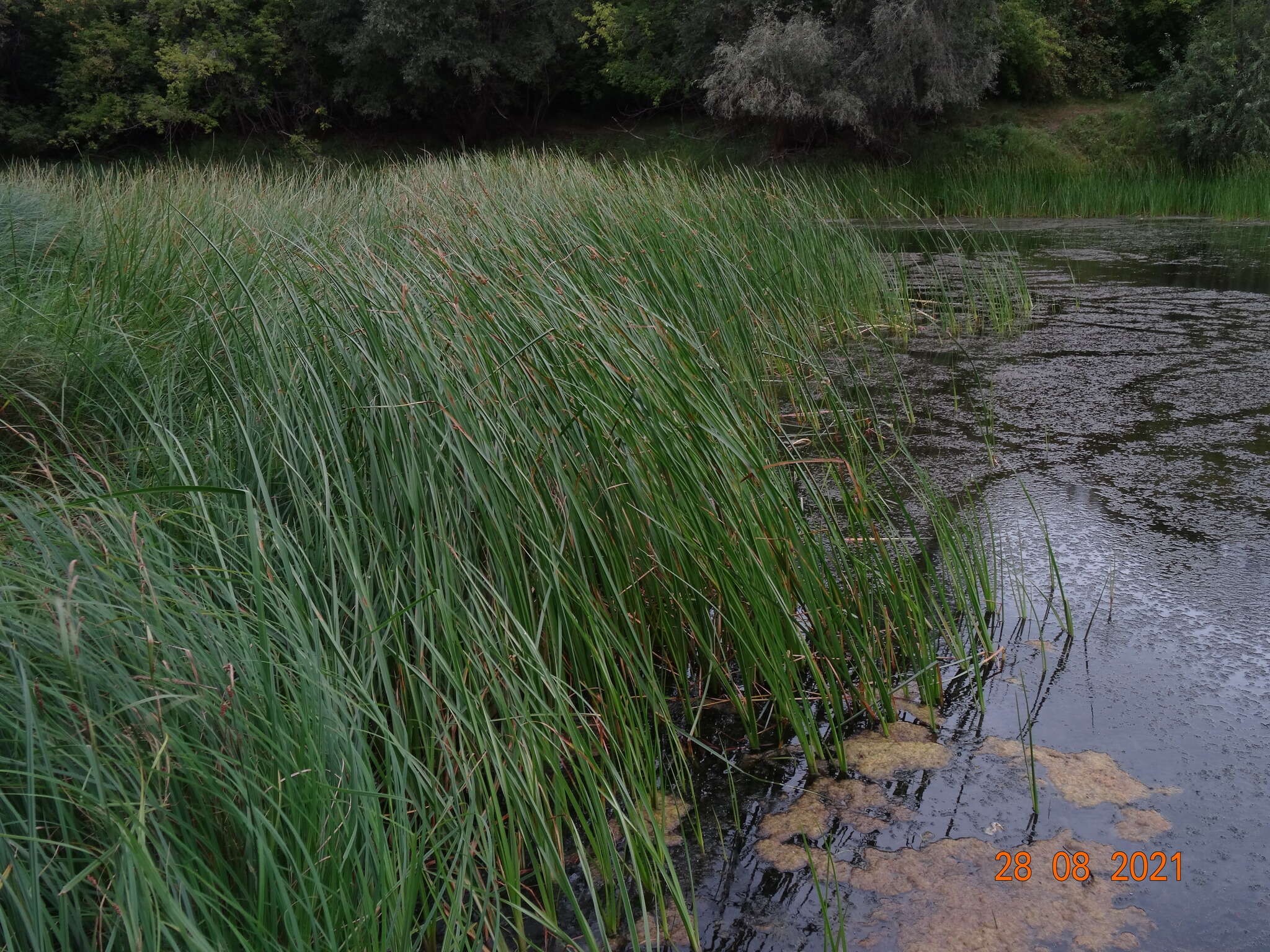 Image of Schoenoplectus ehrenbergii (Boeckeler) Soják