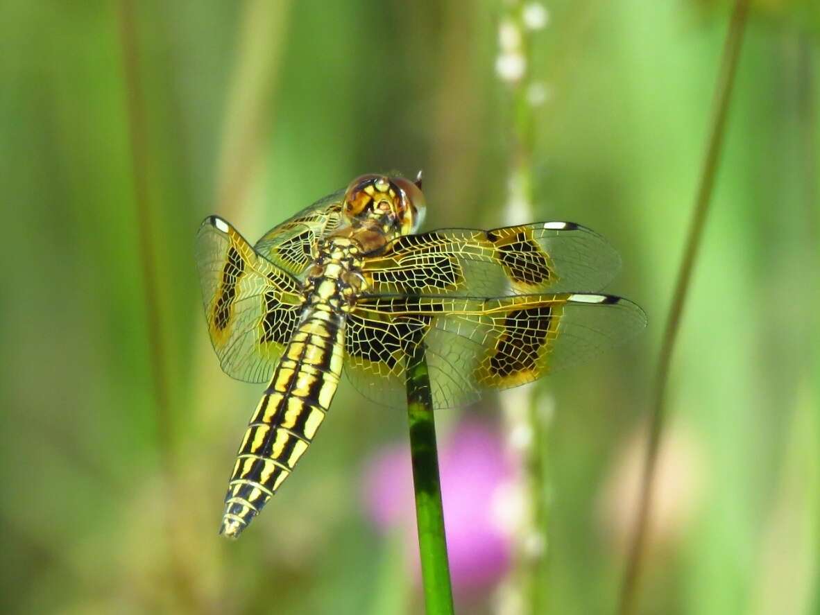 Image de Palpopleura jucunda Rambur 1842