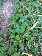 Imagem de Dichondra microcalyx (Hall. fil.) Fabris