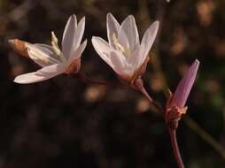 Image of Geissorhiza scillaris A. Dietr.