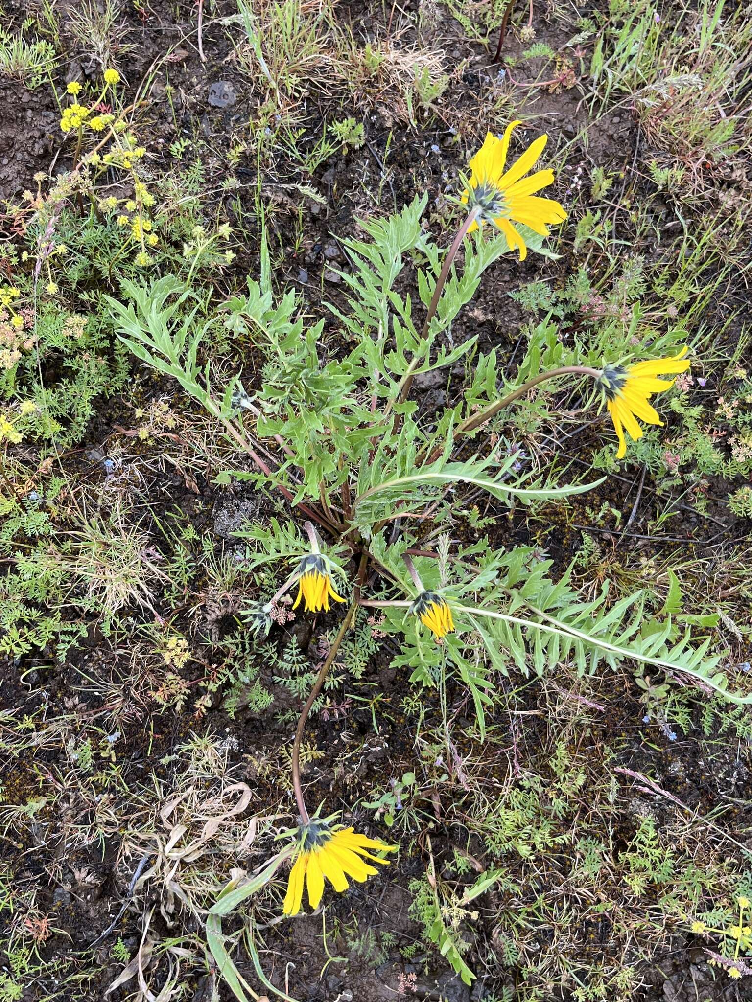 Imagem de Balsamorhiza incana Nutt.