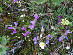 Image de <i>Oxytropis <i>arctica</i></i> var. arctica