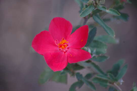 Imagem de Hibiscus bojerianus Baill.