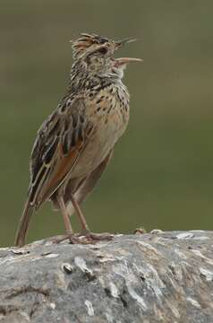 Image of Rufous-naped Lark