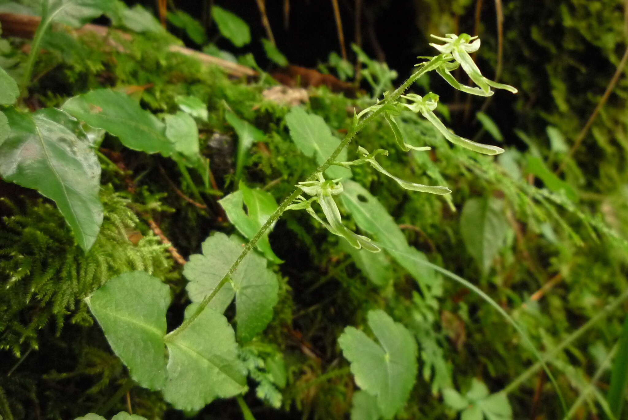 Neottia kuanshanensis H. J. Su的圖片