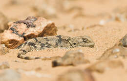 Image of Trapelus boehmei Wagner, Melville, Wilms & Schmitz 2011