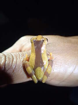 Image of Triangle Treefrog