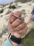 Image of Baja California Legless Lizard