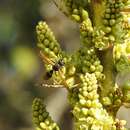 Image of Polistes boharti Snelling 1983