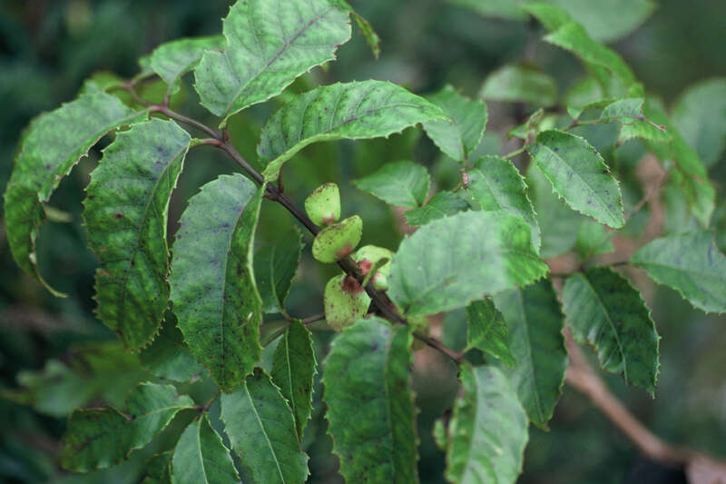 Image of Ackama nubicola de Lange