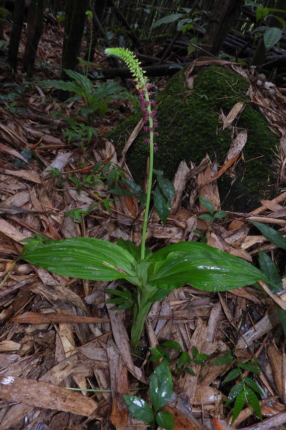 صورة Dienia ophrydis (J. Koenig) Seidenf.