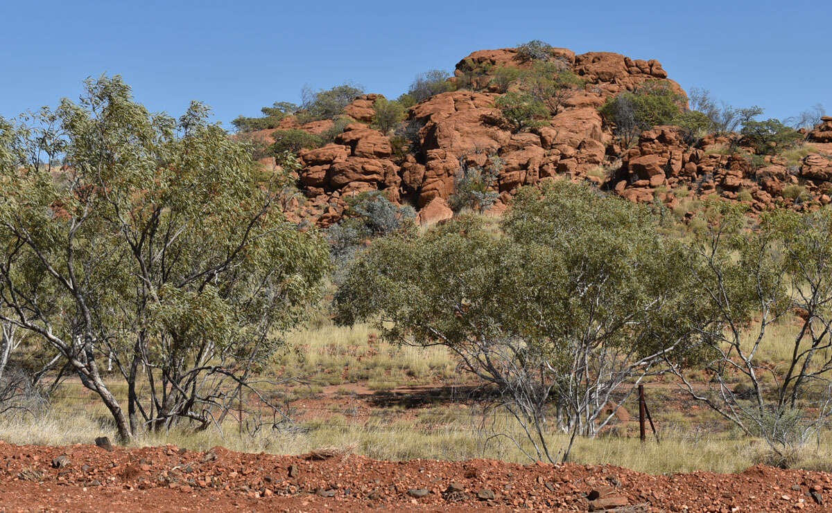 Image of Eucalyptus leucophloia subsp. euroa L. A. S. Johnson & K. D. Hill