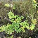 Image of Scottish licorice-root