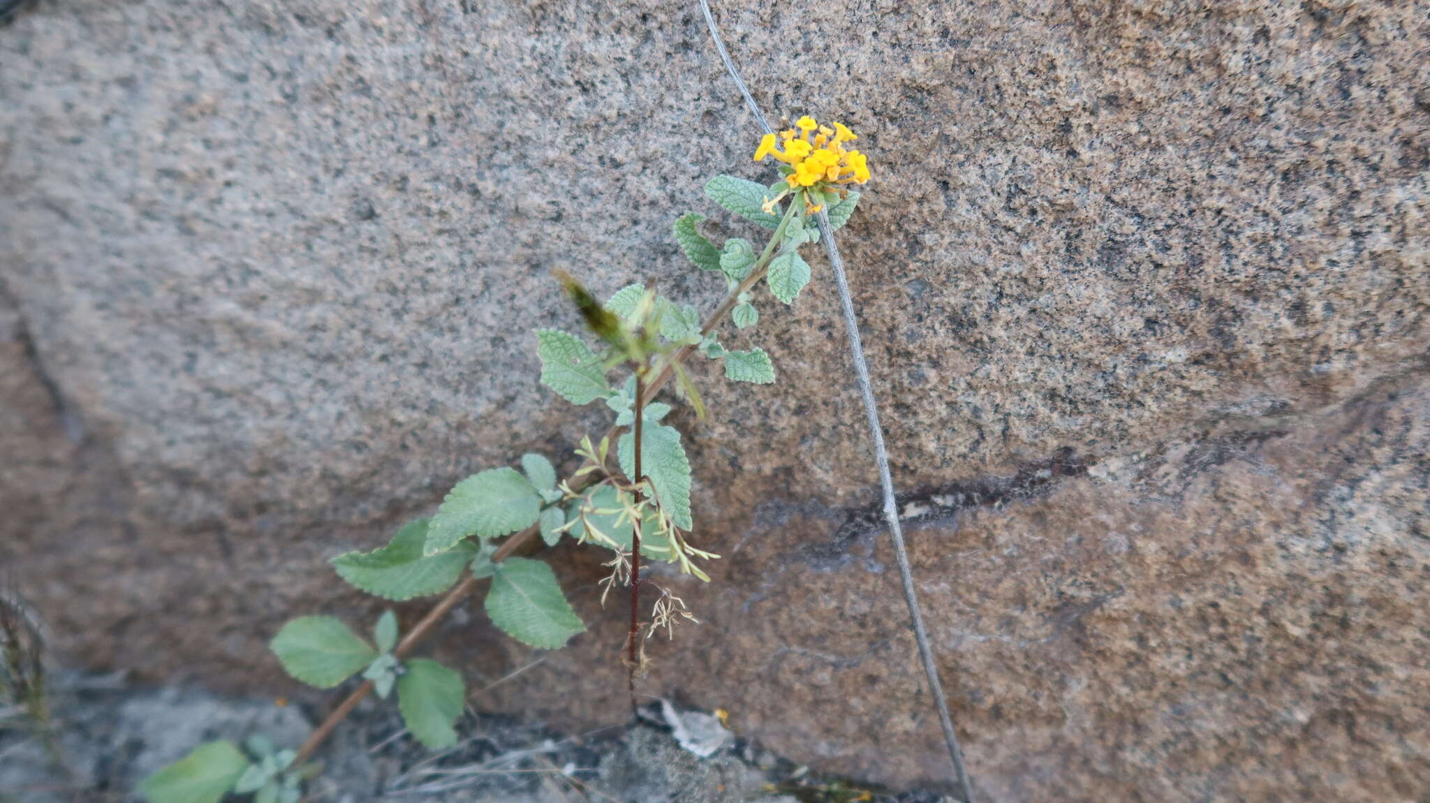 Image of Lantana scabiosiflora Kunth