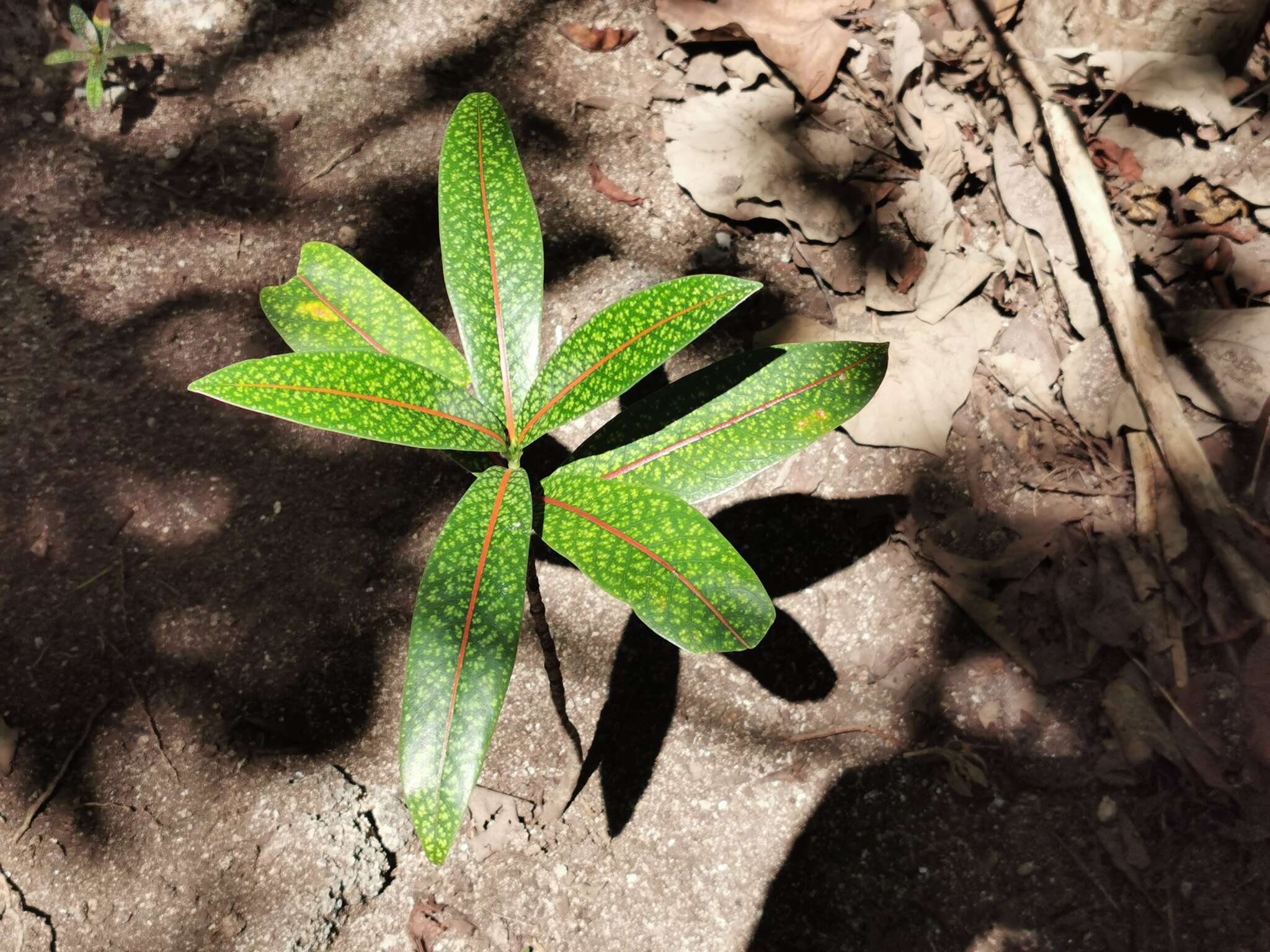 Coptosperma borbonicum (Hend. & Andr. Hend.) De Block resmi