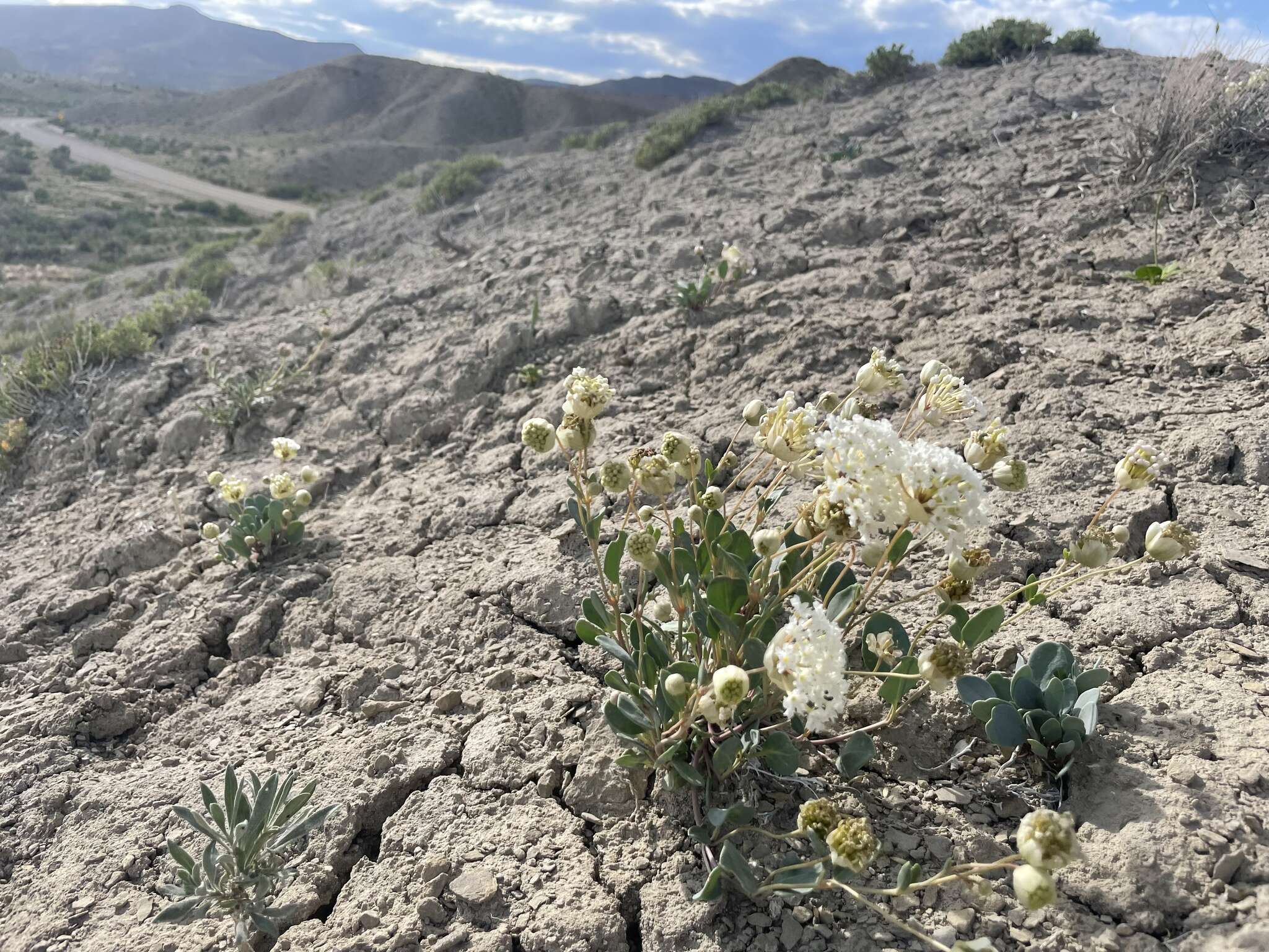 Image of clay sand verbena