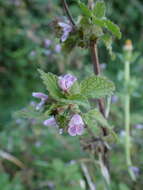 Image of Ballota nigra subsp. meridionalis (Bég.) Bég.