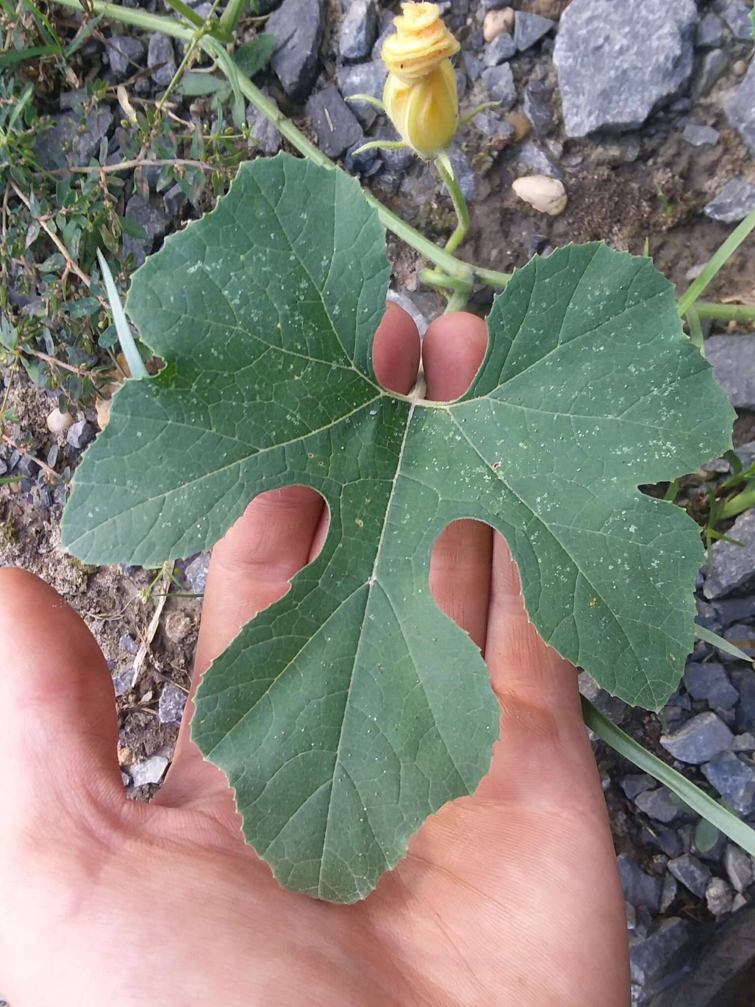 Cucurbita melopepo subsp. texana (Scheele) G. L. Nesom resmi