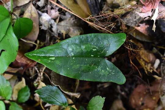 Image of Asarum pubitessellatum