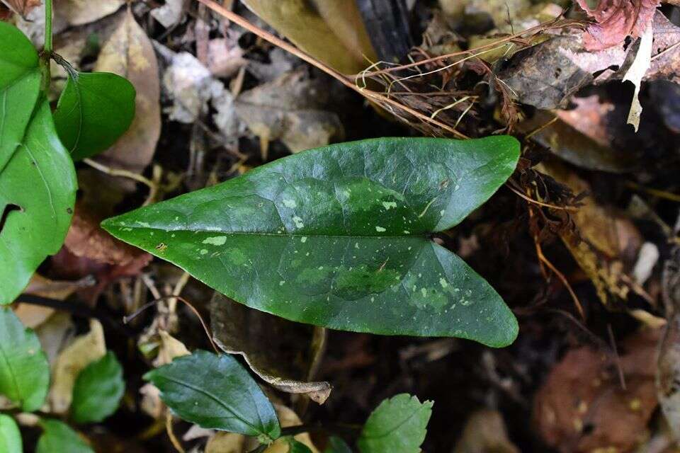 Image of Asarum pubitessellatum