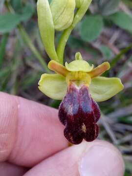 Image of Ophrys fusca subsp. iricolor (Desf.) K. Richt.