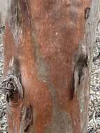 Image of Eucalyptus platypus Hook.