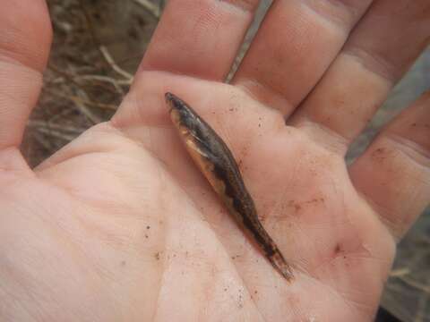 Image of Blackside Darter