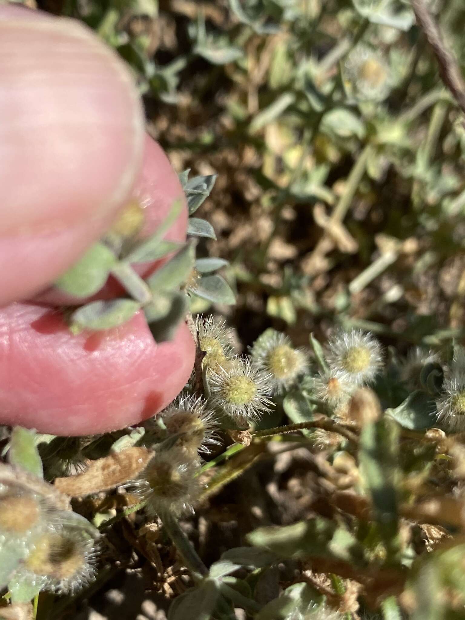 Image of Gray's bedstraw