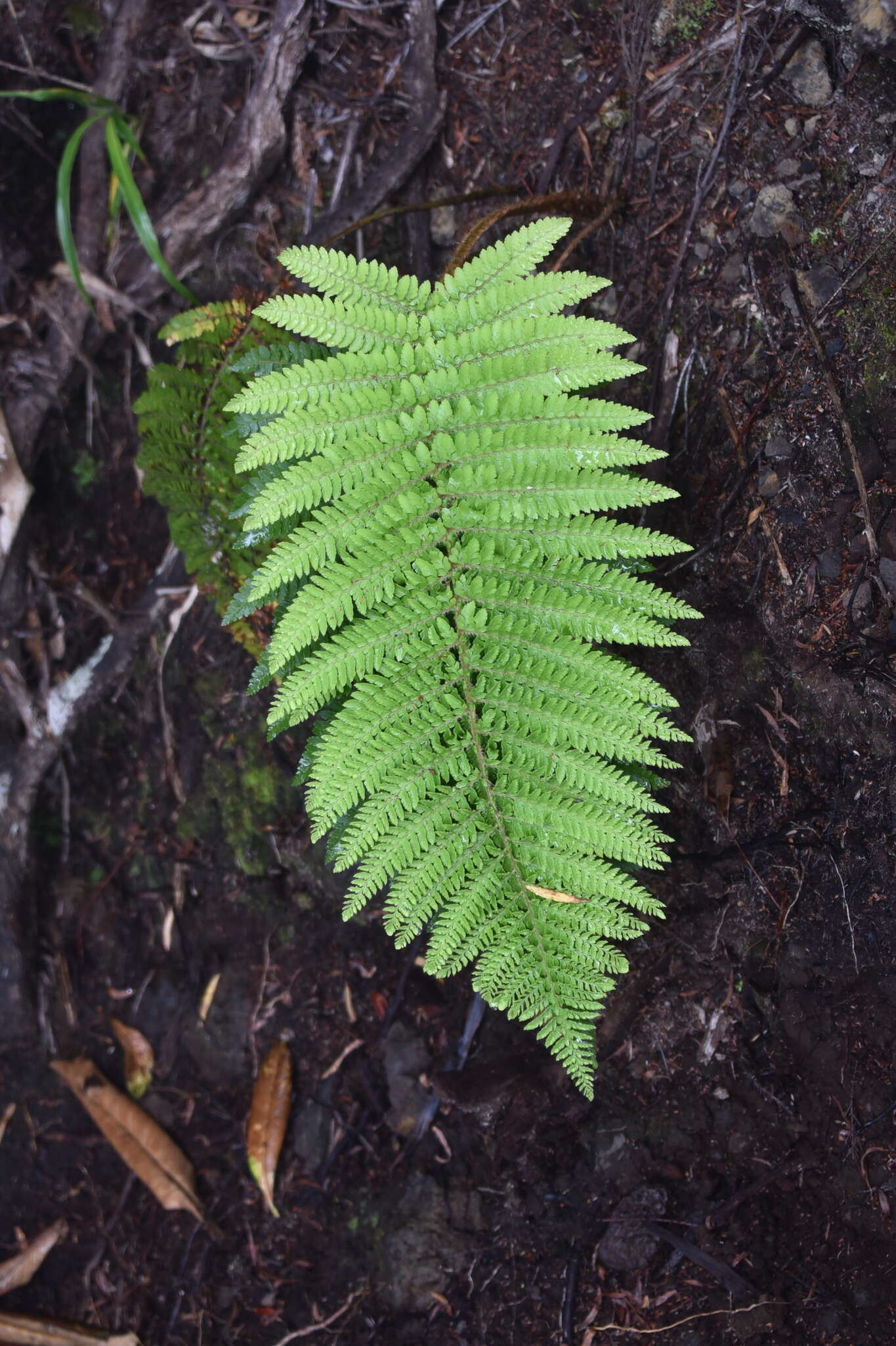 Imagem de Polystichum ammifolium (Desv.) C. Chr.