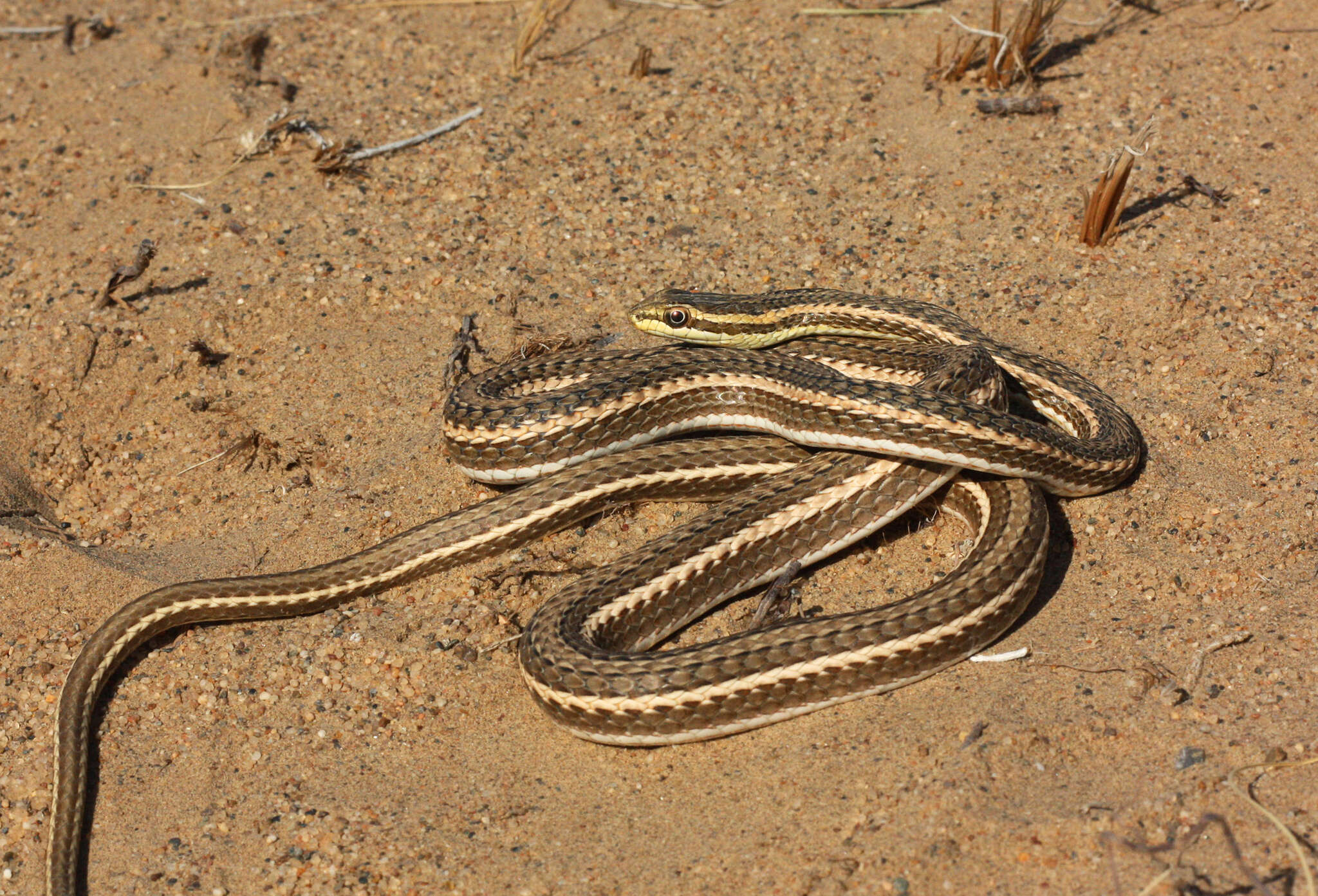 Слика од Psammophis lineolatus (Brandt 1838)