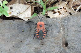 صورة Brachytes bicolor Westwood 1842