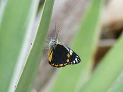 Image of Belenois java peristhene (Boisduval 1859)