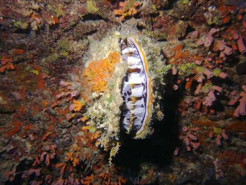 Image of Thorny oyster