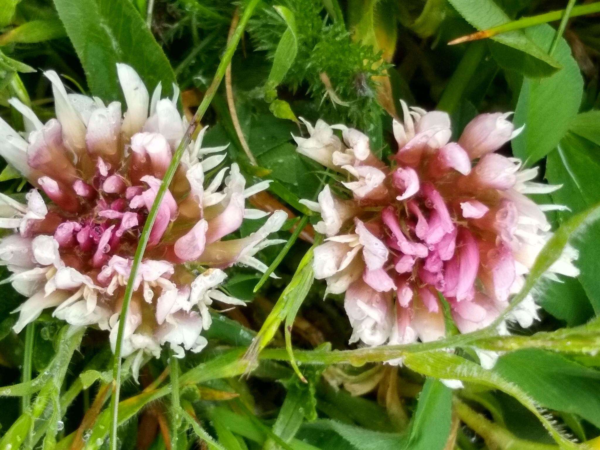 Imagem de Trifolium longipes Torr. & A. Gray