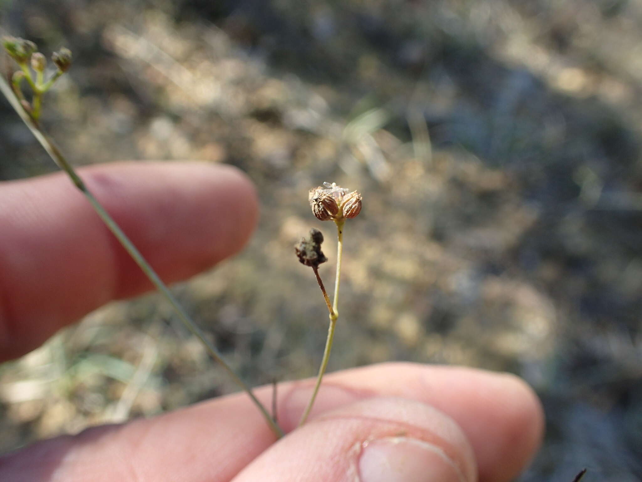 Imagem de Seseli longifolium L.