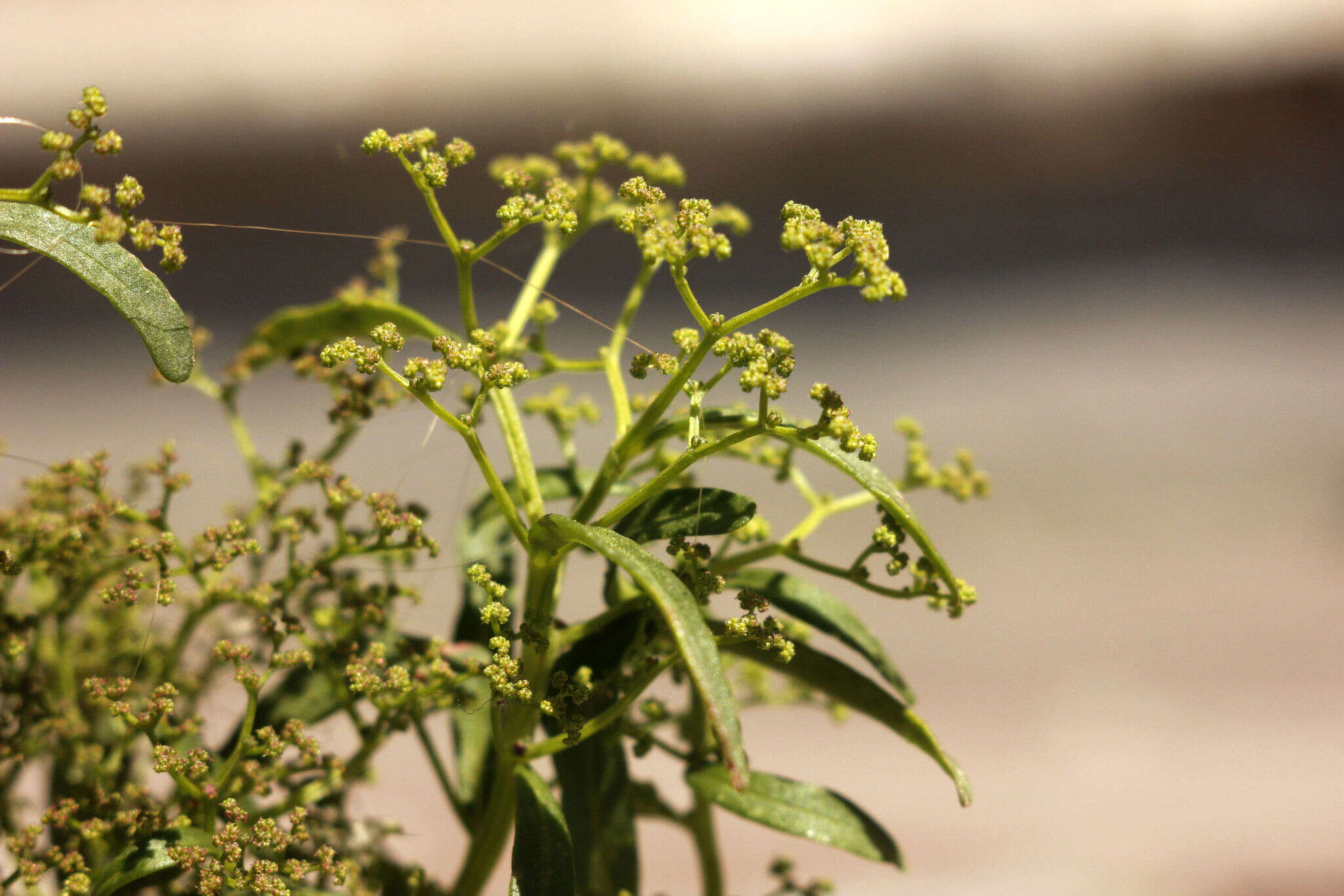 Image of Aristata Wormseed