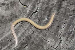 Image of Common Burrowing Skink