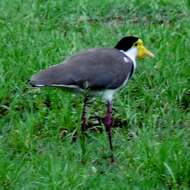 Image of Masked Lapwing